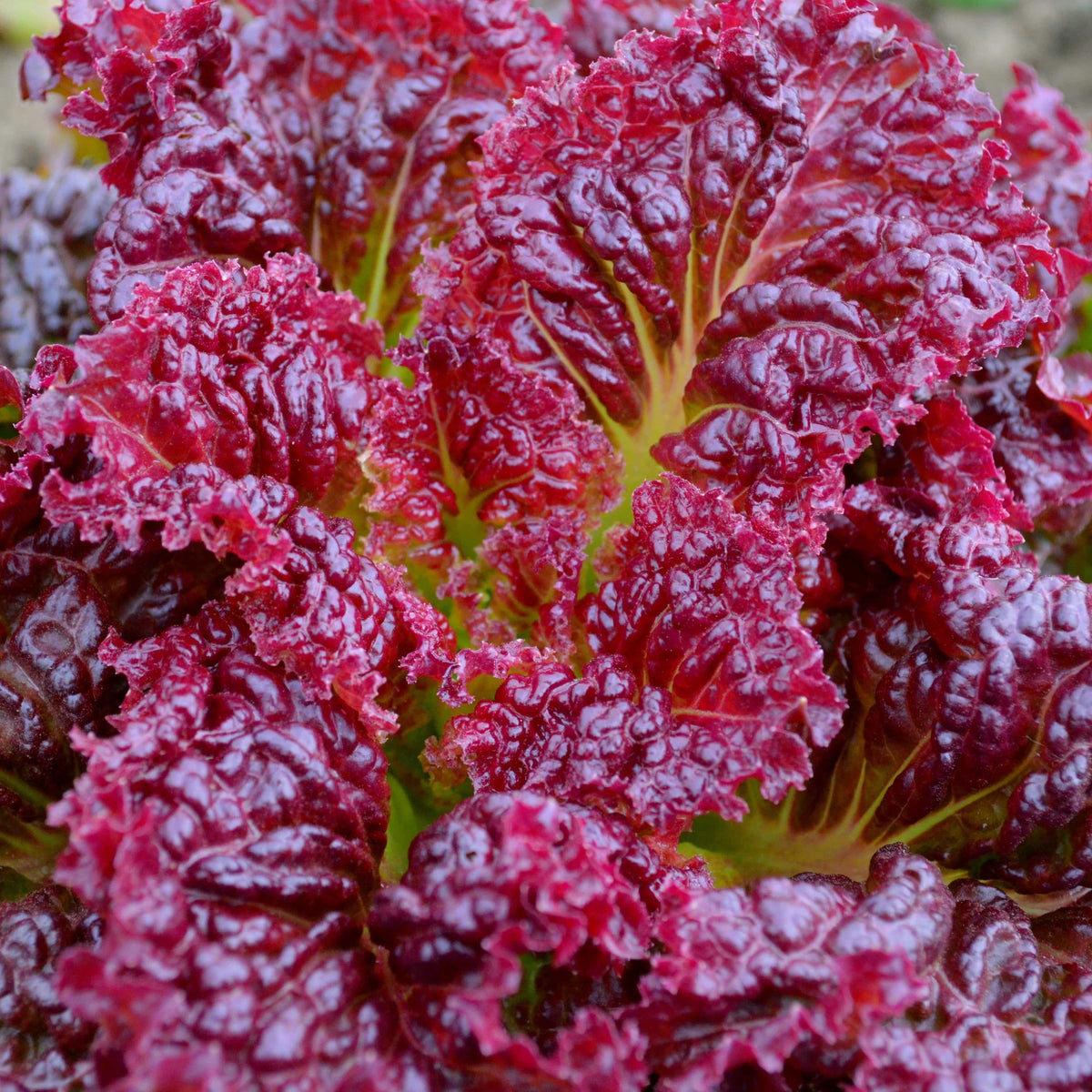 LETTUCE 'Ruby Red'