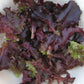LETTUCE 'Ruby Red'