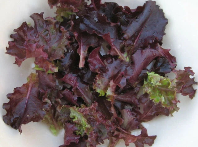 LETTUCE 'Ruby Red'