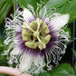 PASSIONFLOWER 'Red Flamenco' --Passiflora edulis--