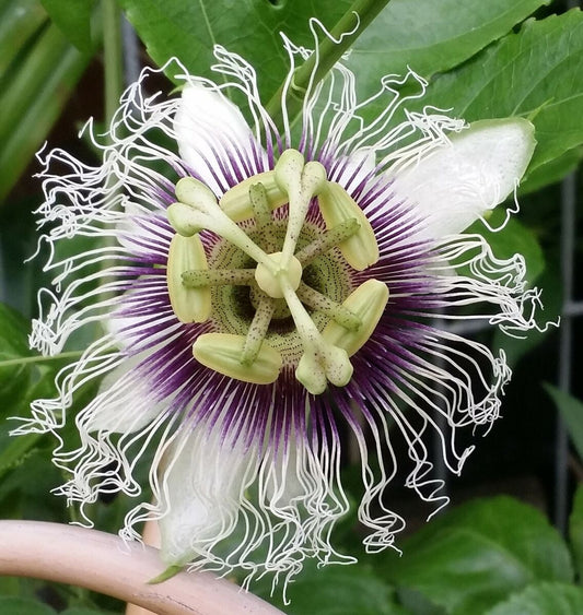 PASSIONFLOWER 'Red Flamenco' --Passiflora edulis--