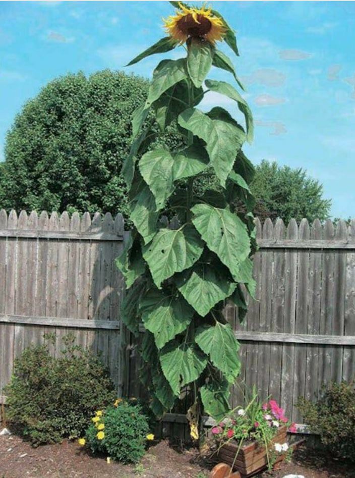 SUNFLOWER 'Mongolian Giant'