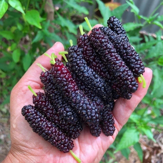 MULBERRY 'Pakistan' --Morus nigra--