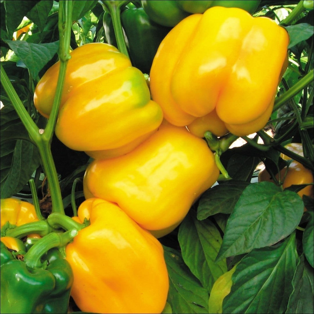 PEPPER 'Canary Bell'