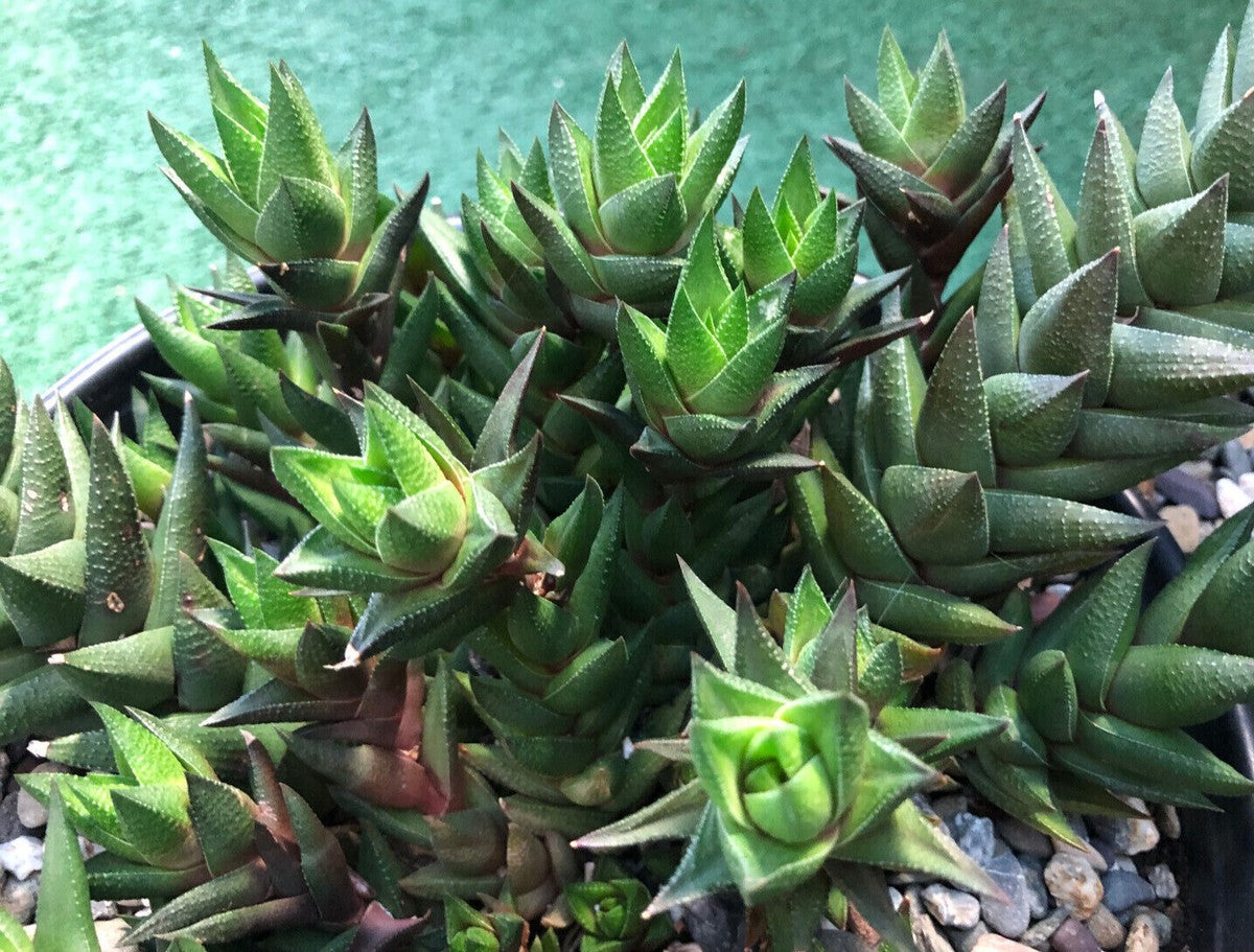 Haworthia resendeana