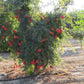 POMEGRANATE 'Ambrosia' --Punica granatum--