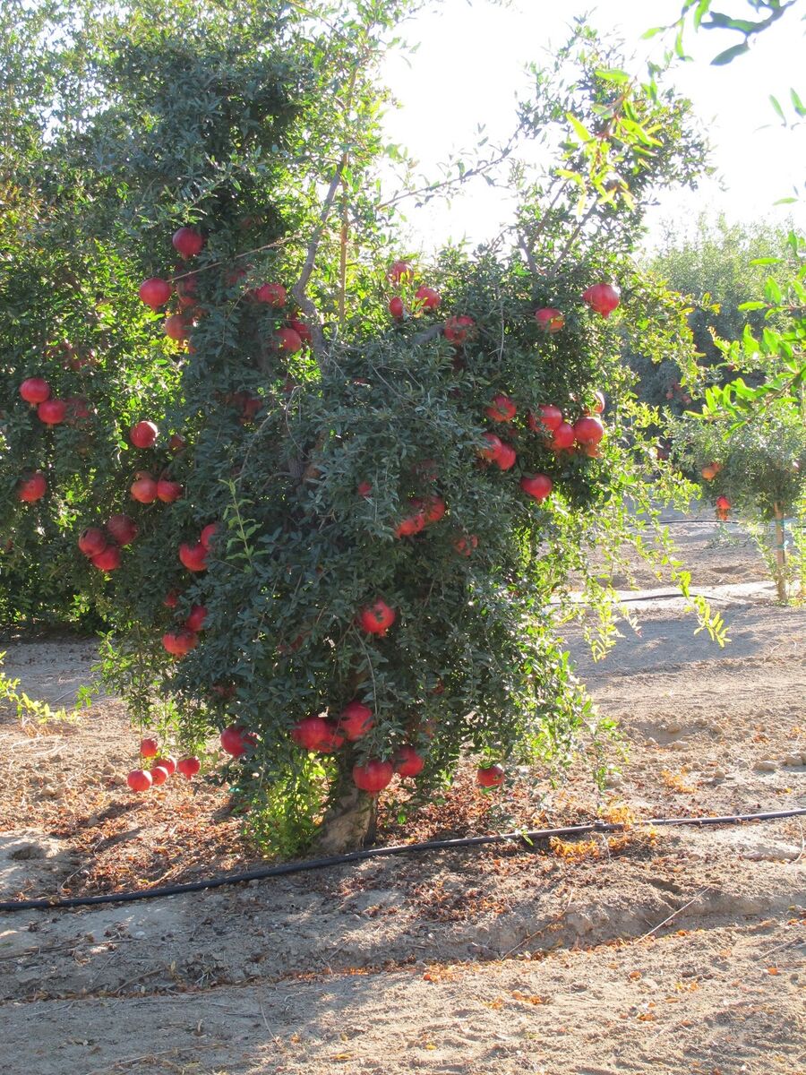 POMEGRANATE 'Ambrosia' --Punica granatum--