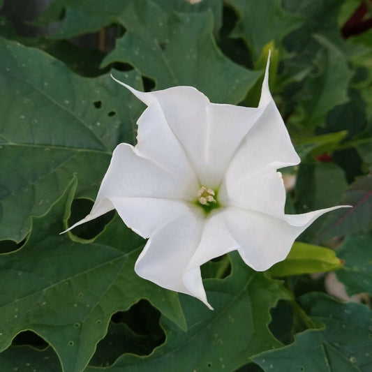 DEVIL'S TRUMPET 'True White Jimsonweed' --Datura stramonium--