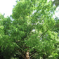Metasequoia glyptostroboides --Dawn Redwood--