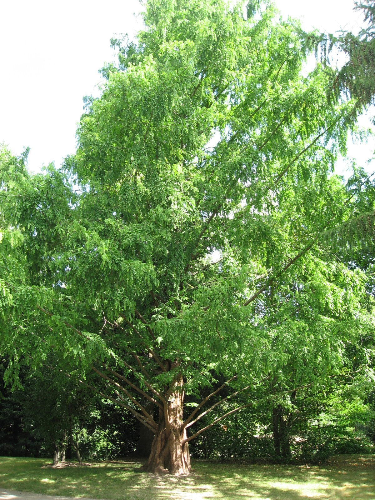 Metasequoia glyptostroboides --Dawn Redwood--