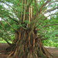 Metasequoia glyptostroboides --Dawn Redwood--