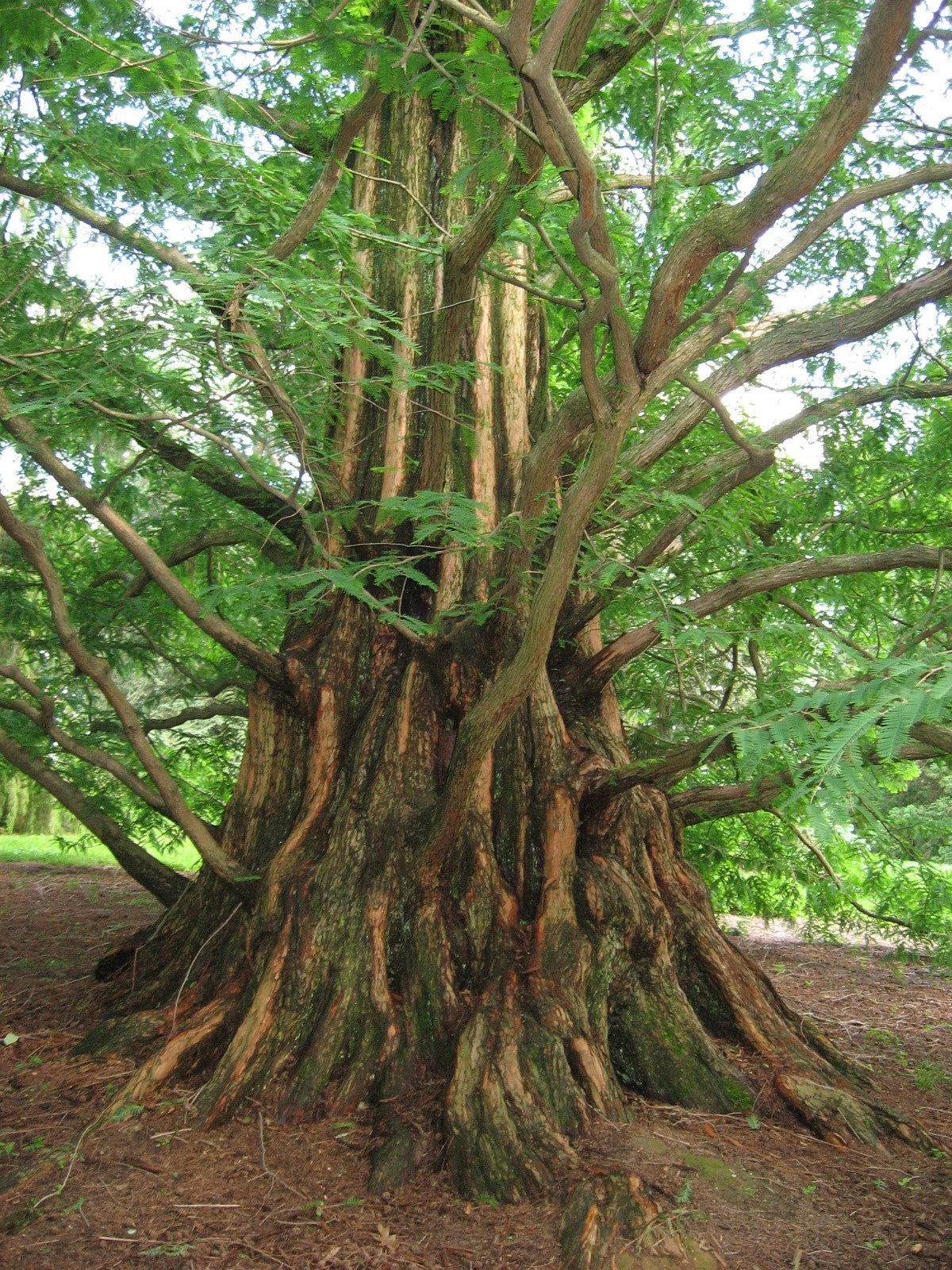 Metasequoia glyptostroboides --Dawn Redwood--