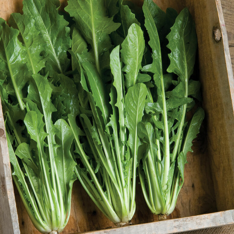 DANDELION GREENS 'Catalogna Emerald' --Cichorium intybus--