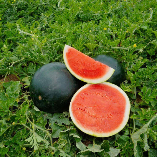 MELON 'Black Diamond Watermelon'