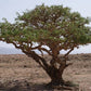 FRANKINCENSE 'True' --Boswellia sacra--
