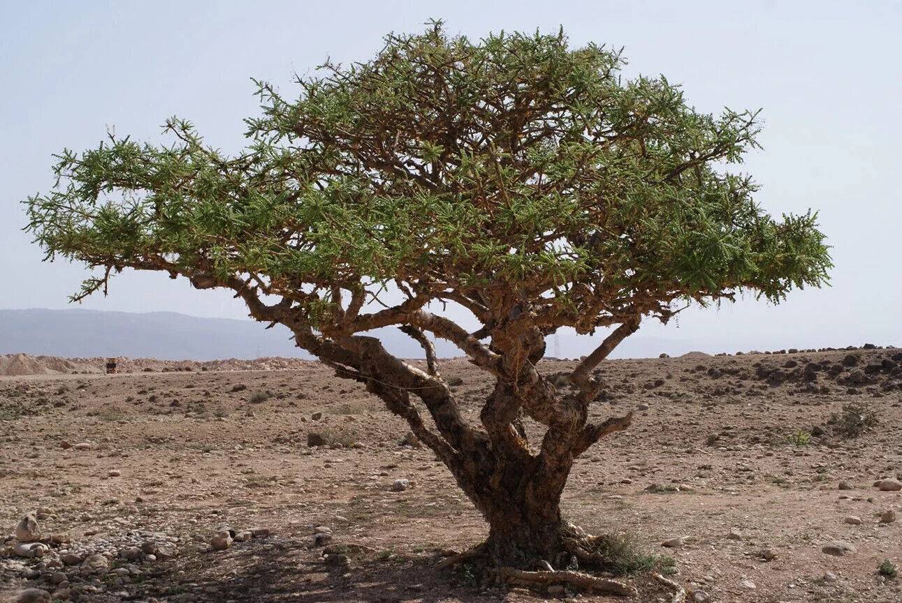 FRANKINCENSE 'True' --Boswellia sacra--