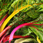 CHARD 'Four Star'