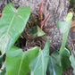 Philodendron erubescens 'Red Emerald'
