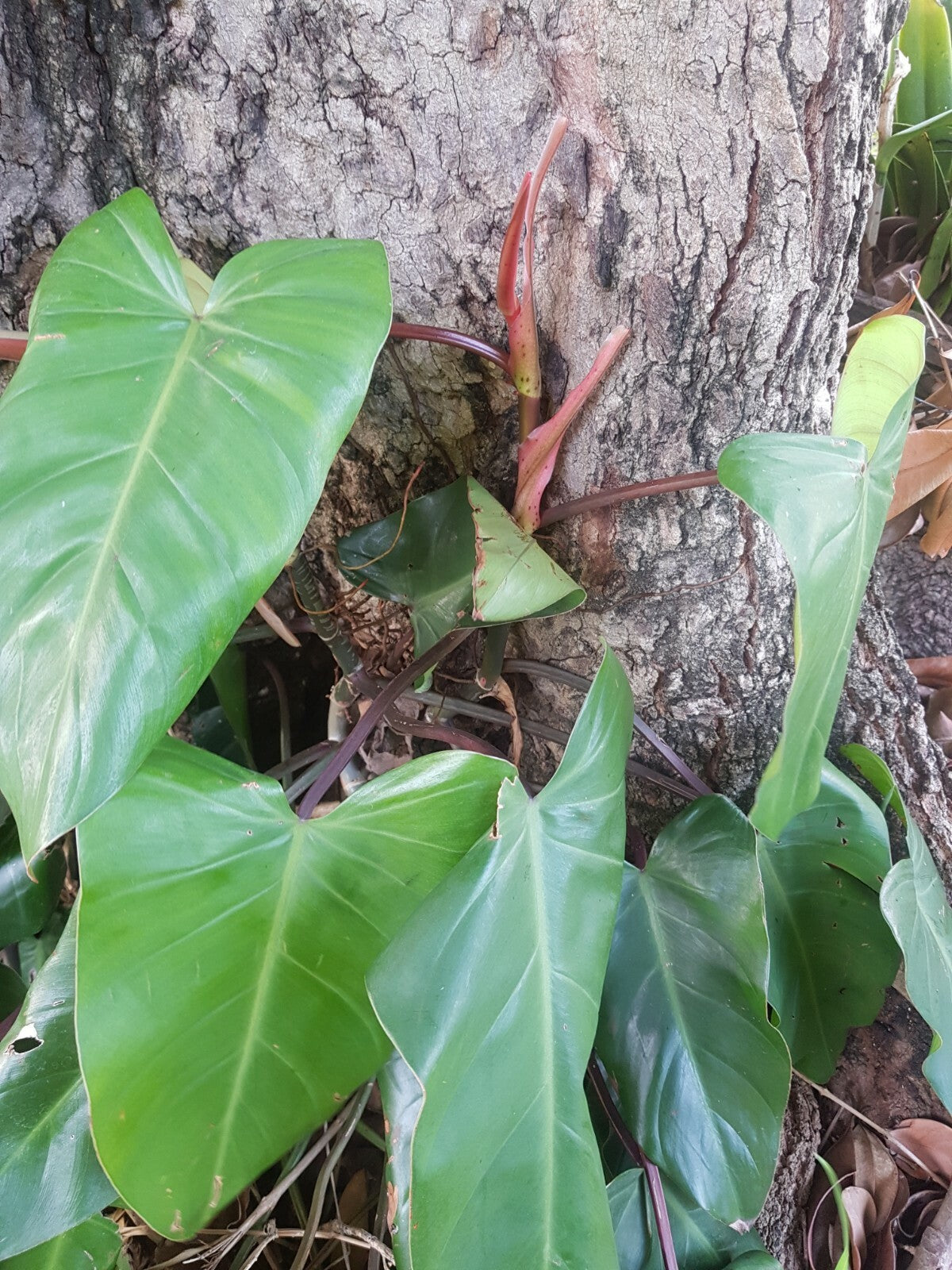 Philodendron erubescens 'Red Emerald'