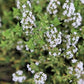 THYME 'Orange' --Thymus fragrantissimus--