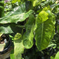 Philodendron 'Paraiso Verde'