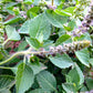 BASIL 'Holy Rama' --Ocimum sanctum 'Rama Tulsi'--