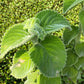 LEMON LEAF --Plectranthus bellus 'Mount Carbine'--