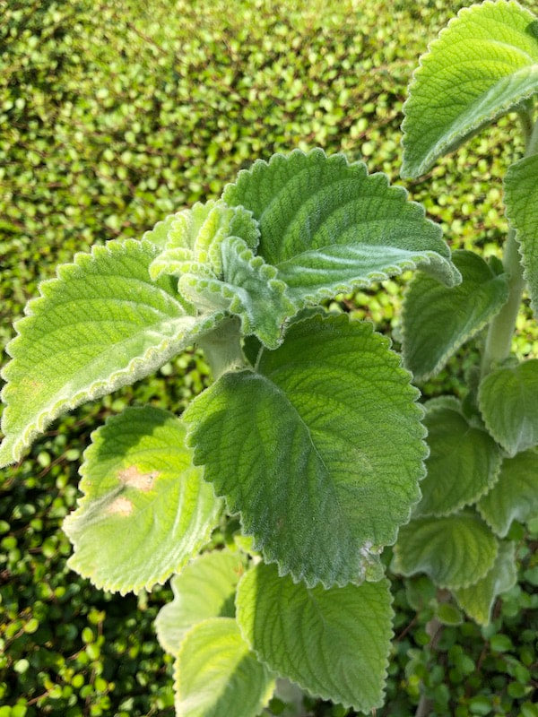 LEMON LEAF --Plectranthus bellus 'Mount Carbine'--