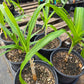 Crinum --Milk and Wine Lily--