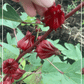 HIBISCUS 'Roselle' --Hibiscus sabdariffa--