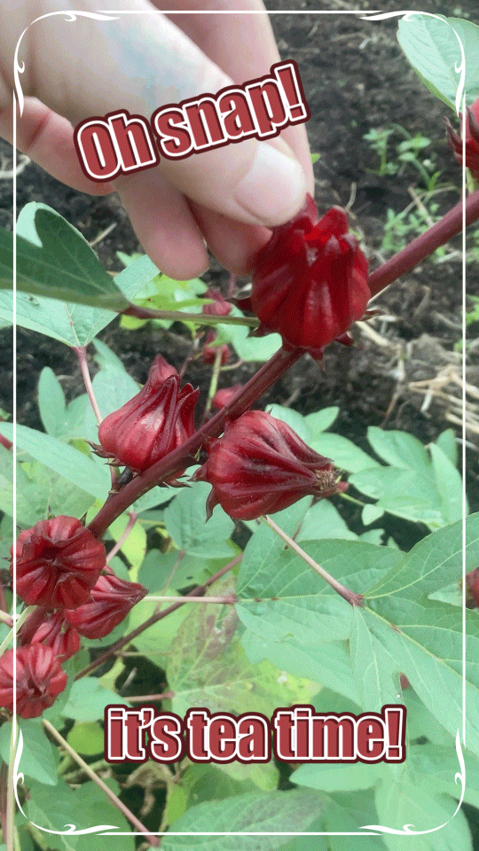 HIBISCUS 'Roselle' --Hibiscus sabdariffa--