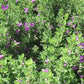 Leucophyllum frutescens --Green Texas Sage--