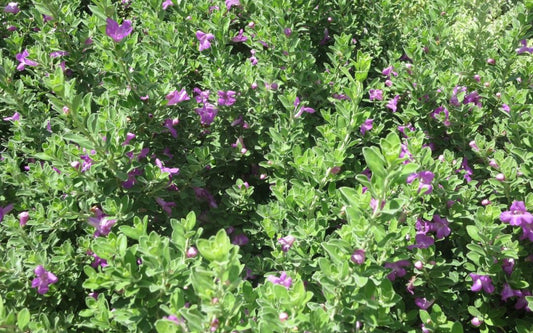 Leucophyllum frutescens --Green Texas Sage--