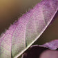 Salvia blepharophylla --Eyelash-Leaf Sage--