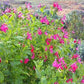 Salvia microphylla --Wild Watermelon Sage--