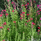 Salvia greggii --Red Velvet Autumn Sage--