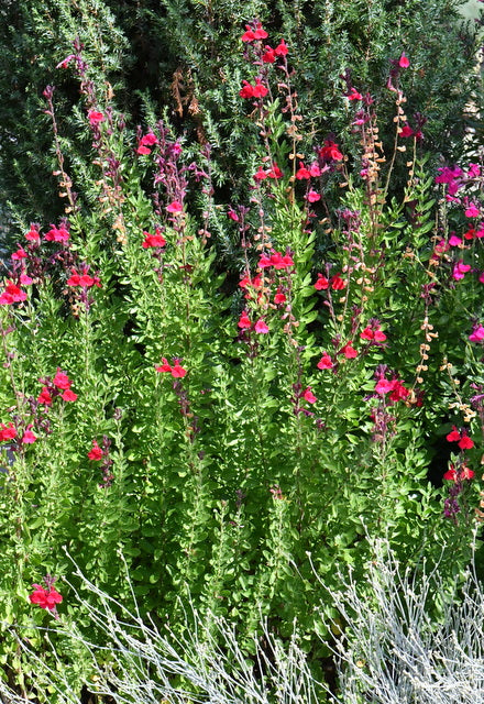 Salvia greggii --Red Velvet Autumn Sage--