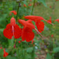 Salvia coccinea --Red Tropical Sage--