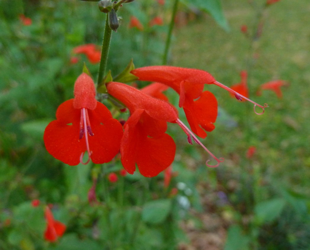 Salvia coccinea --Red Tropical Sage--