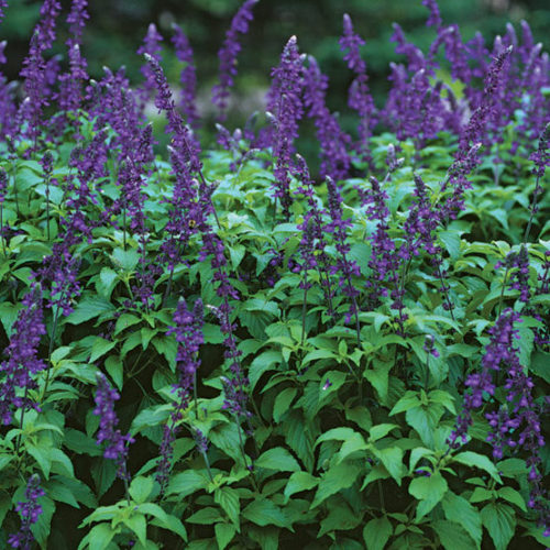 Salvia farinacea x longispicata --Indigo Spires Sage--