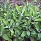 SAGE 'Extracta' --Salvia officinalis--