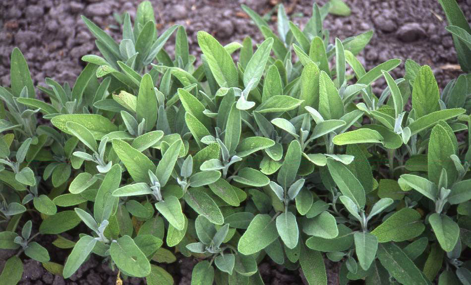 SAGE 'Extracta' --Salvia officinalis--