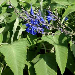 Salvia sagittata --Arrowleaf Sage--