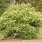 ELDERBERRY 'Red' --Sambucus racemosa--