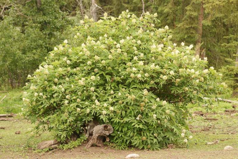 ELDERBERRY 'Red' --Sambucus racemosa--