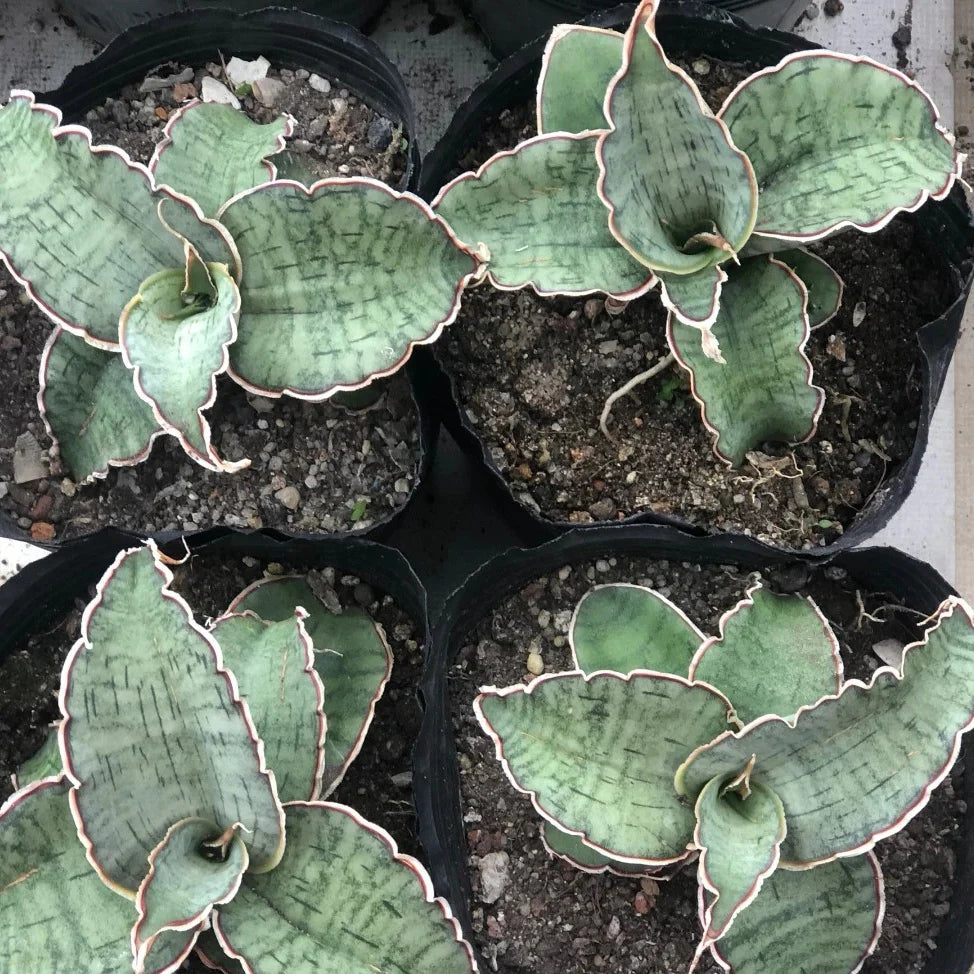dwarf blue star snake plant Sansevieria kirkii --Silver Blue Snake Plant--