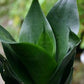 Sansevieria trifasciata --Jade Dwarf Snake Plant--