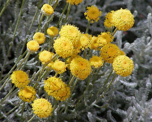 Santolina chamaecyparissus --Gray Lavender-Cotton--