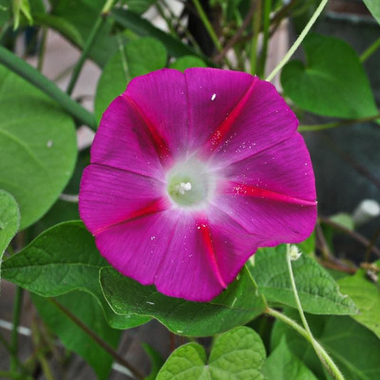 MORNING GLORY 'Scarlet O'hara'