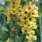 MULLEIN 'Black' --Verbascum nigrum 'Wild Type'--